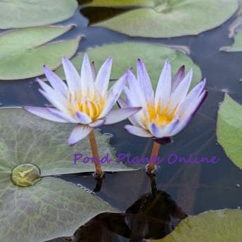 Murasaki Blue Tropical Water Lily – Pond PIants Online