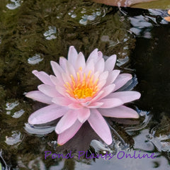 Pimkan | Hardy Water Lily
