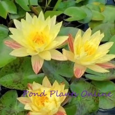 Paranee | Yellow Variegated Hardy Lily | Ships Spring 2024