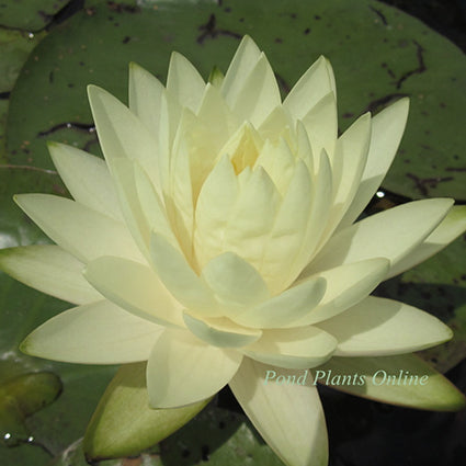lily pad yellow flower Lemon Meringue