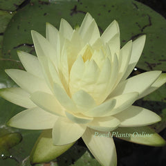 Lemon Meringue | Yellow Hardy Water Lily