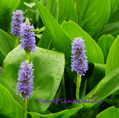 Pickerel Rush | Pontederia cordata