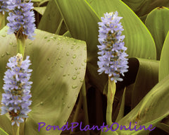 Pickerel Rush | Pontederia cordata