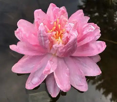 Pigeon Blood | Hardy Water Lily