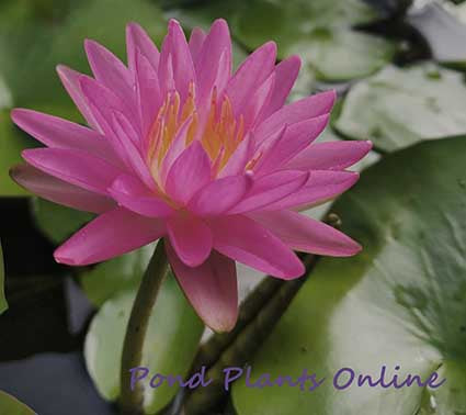 water lily silk flower Pink Silk Hardy ISG Water Lily – Pond PIants Online