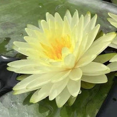 Puttaraksa Water Lily | Hardy Water Lily