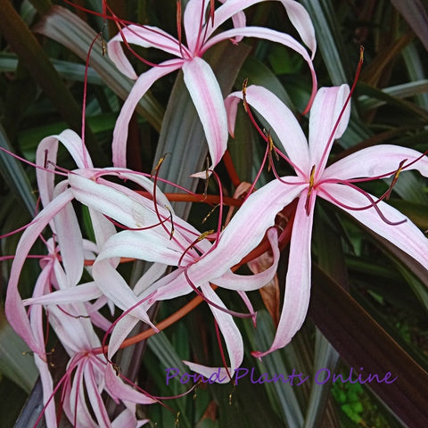 Red Bog Lily | Crinum Menehune  | Available Spring 2026