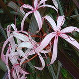 Red Bog Lily | Crinum Menehune