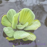 Rosette Water Lettuce | Pistia Sp.