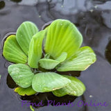 Rosette Water Lettuce | Pistia Sp. | Available Spring 2024
