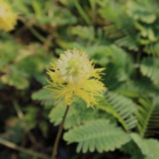 Sensitive Plant | Neptunia aquatica | Bare Root