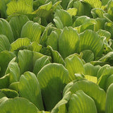 Water Lettuce | Pistia stratioes