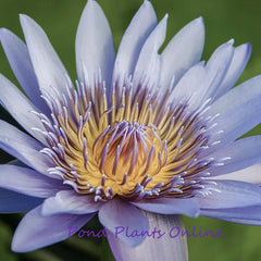 Blue Capensis |  Tropical Water Lily