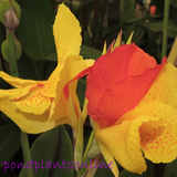 Canna Cleopatra | Variegated Red Yellow Canna