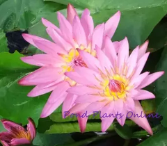 Pink Capensis | Tropical Water Lily