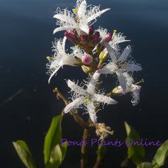 Bog Bean | Menyanthes trifoliata | Available Spring 2026