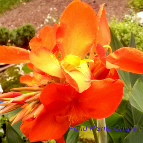 Chiquita Punch Canna | Dwarf Orange Punch Canna | Available Late March/April Spring 2024