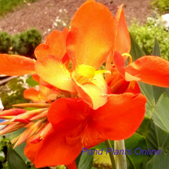 Chiquita Punch Dwarf Canna