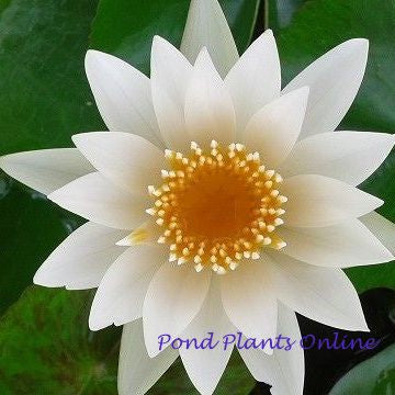White Tropical Water Lily | Grower's Choice