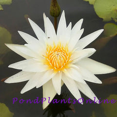 White Tropical Water Lily | Grower's Choice
