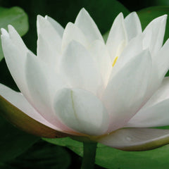 Marliac Carnea |  Hardy Water Lily