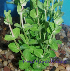 Mint Charlie – Pond PIants Online