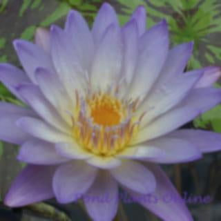 water lily flower shop Southern Charm