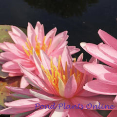 Sparkler Pink Hardy Water Lily