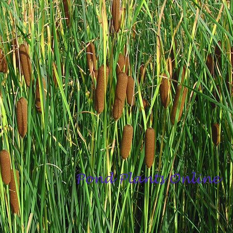 Graceful Cattail | Typha Laxmannii | Ships Late March/April Spring 2024