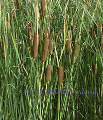 Graceful Cattail | Typha laxmannii