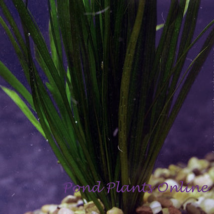 buy aquarium plants online