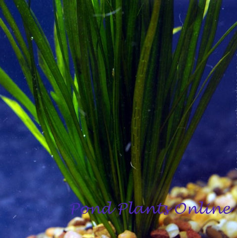 Vallisneria (Vallisneria spiralis) | Aquarium Plant
