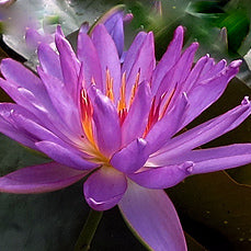 water lily purple flower Violicious Purple Hardy Water Lily – Pond PIants Online