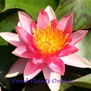 Phoebus Dwarf Pink Hardy Water Lily