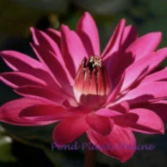 Antares | Red Night Blooming  Tropical Lily
