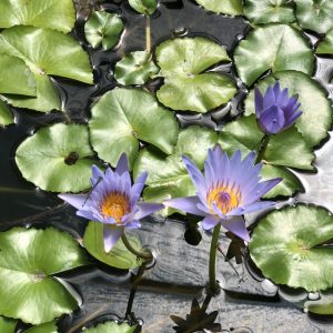 August Koch TropicaI Water Lily