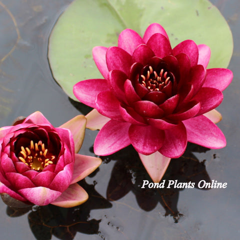 Almost Black Water Lily | Red Hardy WaterLily | Ships Spring 2024
