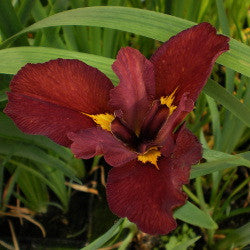 Ann Chowning | Red Louisiana Iris