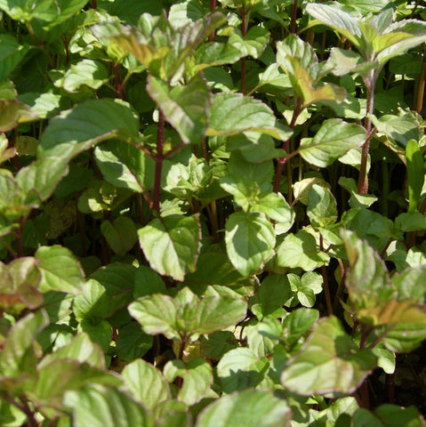 Aquatic Mint | Mentha Aquatica | Bunched Cuttings