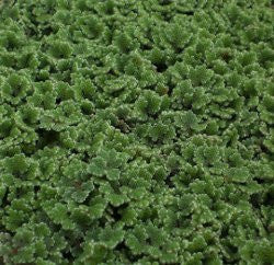 Azolla | Azolla caroliniana | Small Portion 1/4 LB.