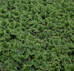 Azolla caroliniana | Small Portion 1/4 LB.