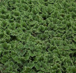 Azolla | Azolla caroliniana | 1/2 lb.