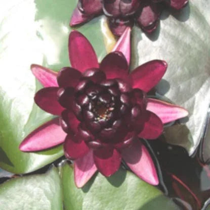 black water lily flower Black Princess Hardy Water Lily – Pond PIants Online
