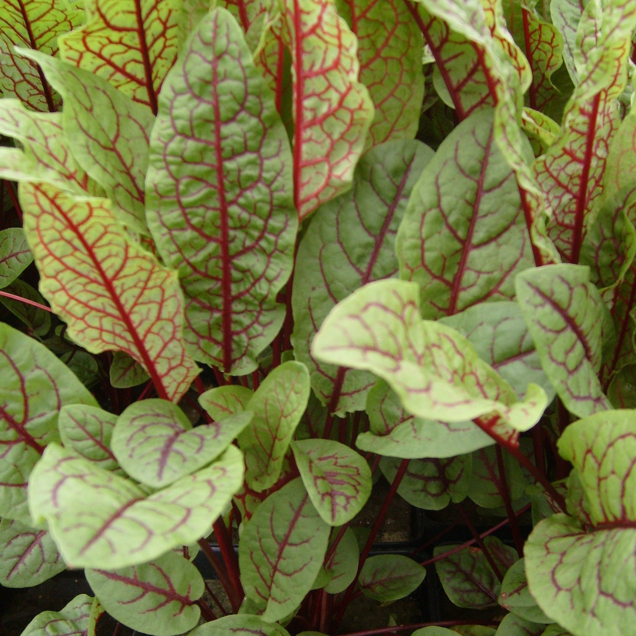 bloody dock plant Bloody Dock (Rumex sanguineus) – Pond PIants Online