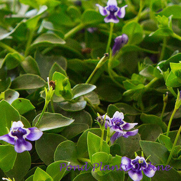 Blue Moneywort | Lindernia grandiflora | Available Late March Spring 2024