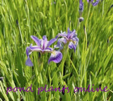 Blue Flag lris | lris versicolor