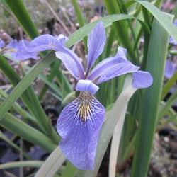 Blue Flag Iris<br>Iris versicolor