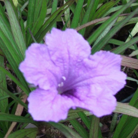 Bluebell Dwarf Blue | Ruellia brittoniana 'Dwarf Blue' | Available Late March Spring 2024