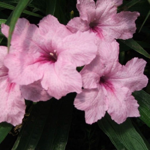 Bluebell Dwarf Pink | Ruellia brittoniana 'Dwarf Pink' | Available Late March Spring 2024