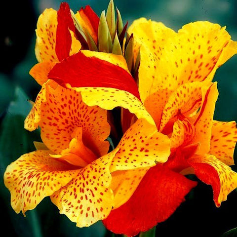 Canna Cleopatra | Variegated Red Yellow Canna | Available April Spring 2024